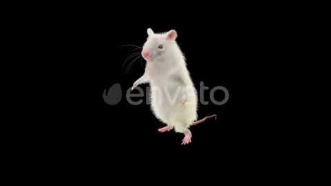 Rat Dancing | Motion Graphics - Envato elements