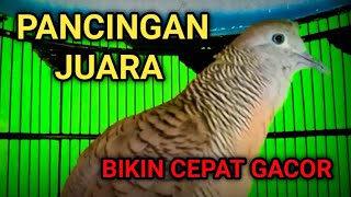 SUARA PERKUTUT BANGKOK GACOR PALING AMPUH UNTUK PANCINGAN \u0026 MASTERAN PERKUTUT BANGKOK LAIN