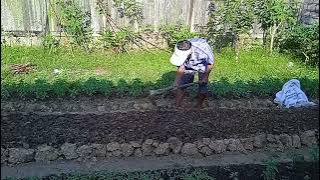 Menanam sayuran dimusim panas