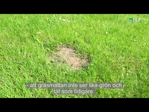 Video: Skäggig Gräsmatta