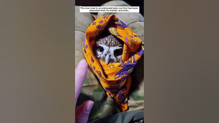 This man took in an orphaned baby owl that had been separated from its mother, and then...
