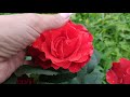 Розы в Подмосковье. Роза El Toro / Эль Торо (чайно-гибридная)