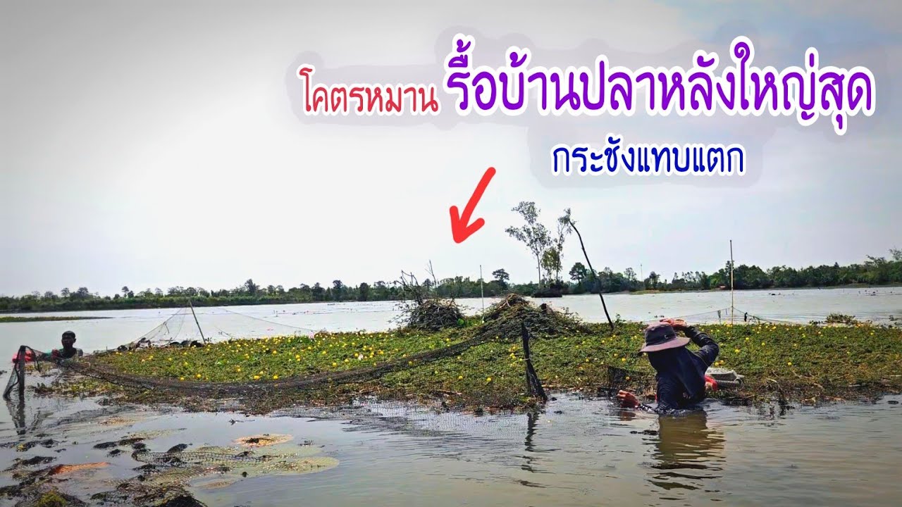 โคตรหมานกระชังใหญ่แทบแตก รื้อบ้านปลาเจอทั้งไข่,ปลาอีไทสีทอง,ปลากดเหลือง,ปลาตองยักษ์
