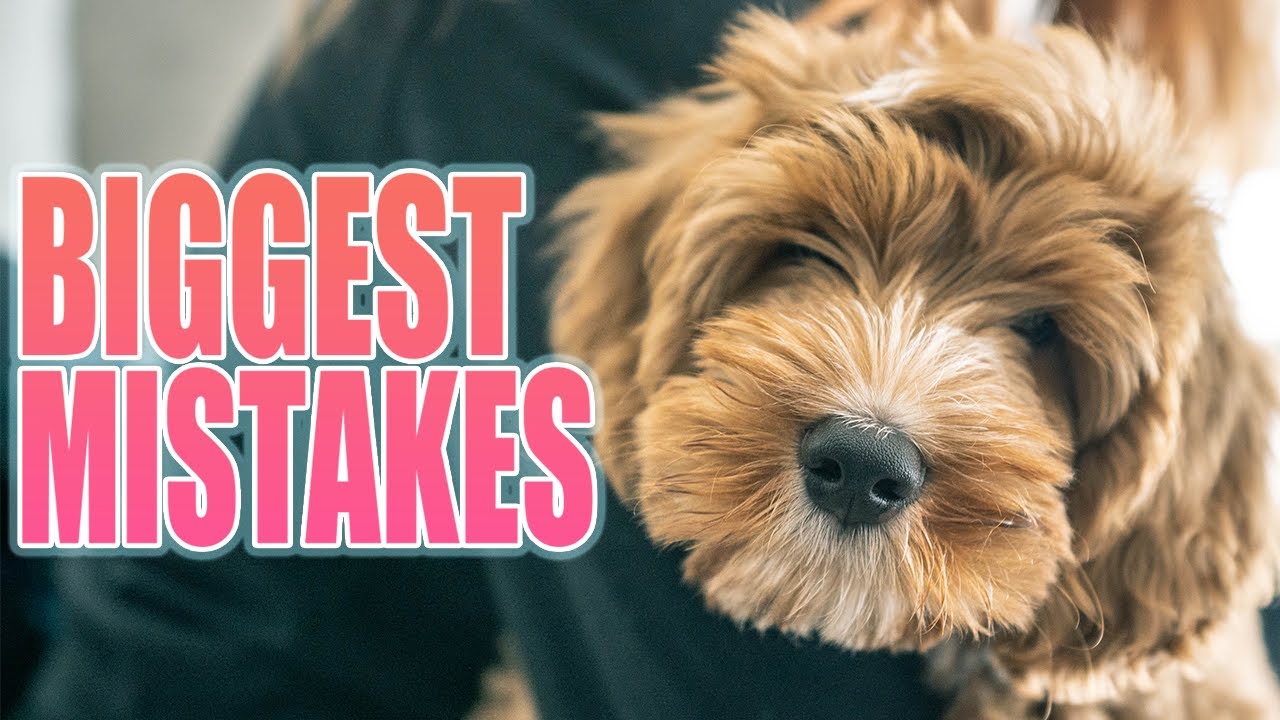 BIGGEST MISTAKES WITH MY FIRST DOG YouTube BIGGEST MISTAKES WITH MY FIRST DOG YouTube