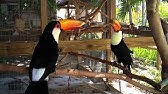 Toco Toucan Eats 1st Hard Boiled Egg - YouTube