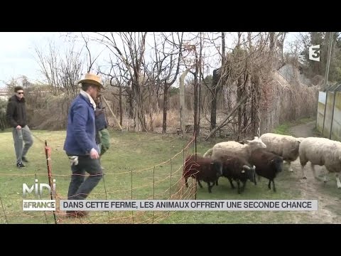 ANIMAUX : Dans