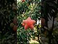 Growing Star Lychee. #litchi #ai #aishorts #garden #gardening #aivideo #farming #growhappy
