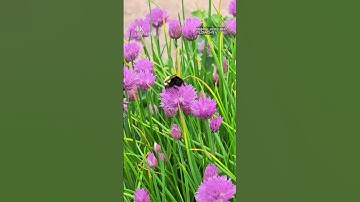 Allium Schoenoprasum Bee Biodiversity 🐝 | Bee & Flower Close-Up Nature Video #bee #pollination