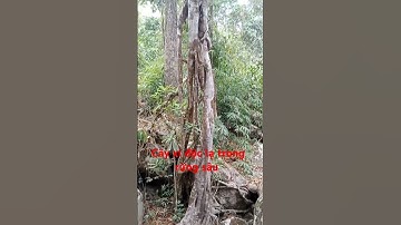 Cây độc xi độc lạ trong rừng sâu.l Sinh Tồn Tây Nguyên.