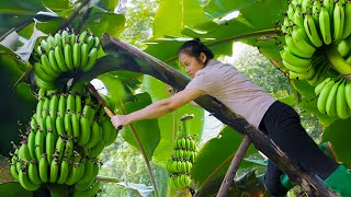 Harvest Big Bananas Go To Market Sell, Traditional Recipe for Making Banana Wine | Mu Spring