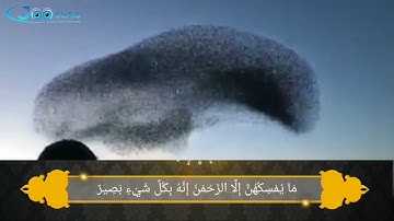 {أَوَلَـمْ يَرَوْا إِلَى الطَّيْرِ فَوْقَهُمْ صَافَّاتٍ وَيَقْبِضْنَ} تلاوة من سورة الملك - علي جبر