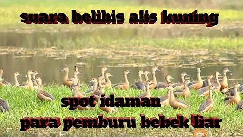 🔴suara belibis alis kuning keras dan nyaring cocok buat pikat