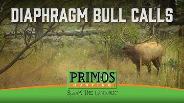How to Make Bull Elk Sounds on a Diaphragm Call
