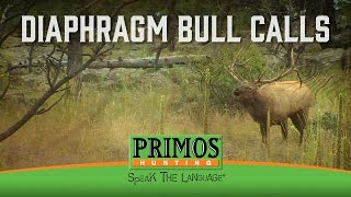 How to Make Bull Elk Sounds on a Diaphragm Call