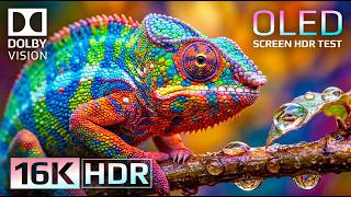 16K HDR Dolby Vision 240FPS OLED Video | Stunning Ultra HD Demo for 8K/4K TVs