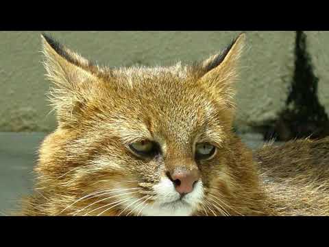 Vídeo: Gato-pampa: Estilo De Vida E Habitat, Natureza, Reprodução E Principais Ameaças, Foto