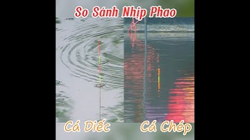Bí Mật Về Nhịp Phao Cá Diếc, Cá Chép Mà Bạn Cần Biết #fishing #fish