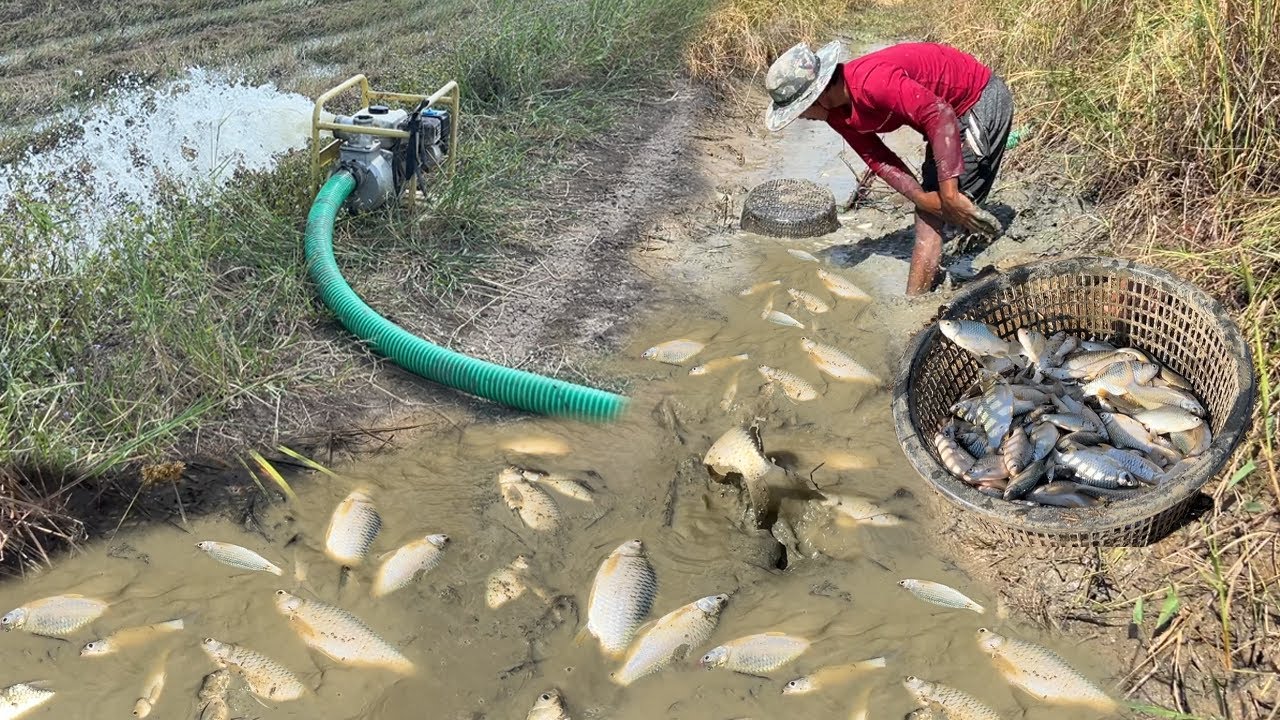 ថ្ងៃនេះ ខ្វល់ចិត្តរឿងចោរសៀម ហើយក៏ឈ្លាតពេលដើររកត្រីញ៉ាំ បូមចាប់ត្រីប្រឡាយ បានត្រីធំៗច្រើន