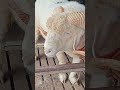 ❣️🐐#viral #shorts #trending