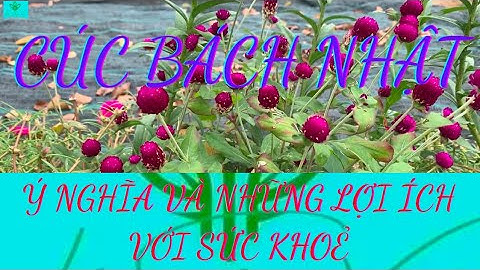 Cây Cúc Bách Nhật: Ý Nghĩa Và Tác Dụng Với Sức Khoẻ