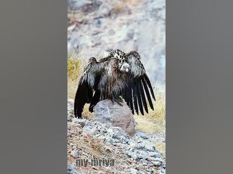 Белоголовый сип. - YouTube