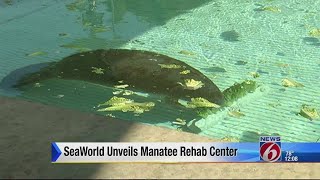 SeaWorld unveils manatee rehab center