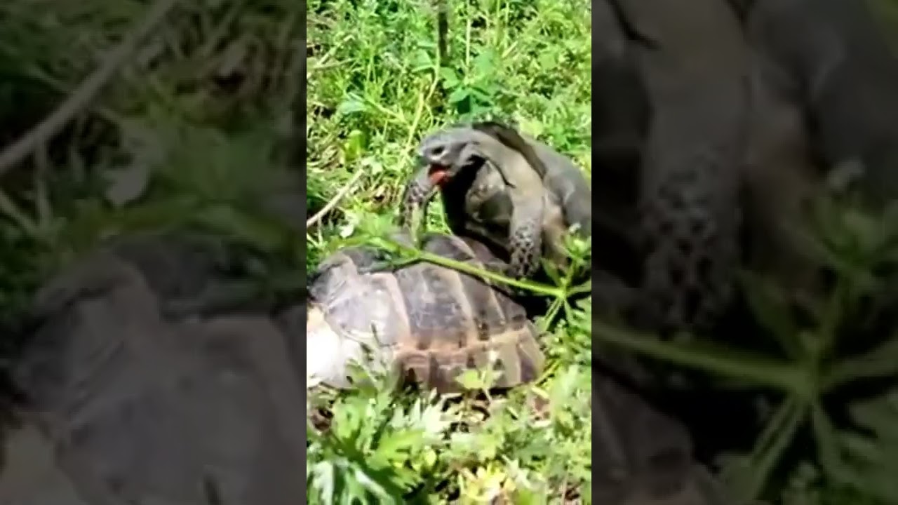 Брачный период черепах / turtle mating season