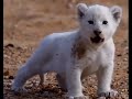 Quick clip of white lion cub of the birmingham pride on x