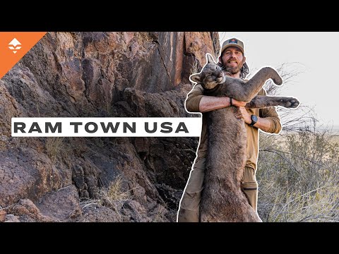 Chasing Cougars and Rams Across West Texas | Ram Town USA - Ep. 1 - A Texas Aoudad Hunt