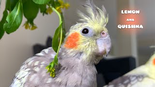 Vögel Fressen Alle Meine Dekorationsblumen