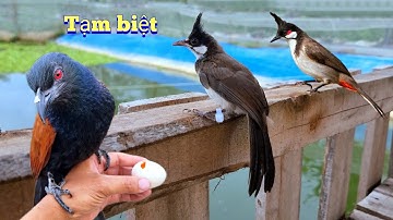 Thả Chào Mào Và Bìm Bịp Về Với Tự Nhiên - Bất Ngờ Mắt Xéo Lại Đẻ Như Gà / Quế Nghịch