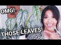 Top Five Favorite Philodendrons! | Philodendron Collection! (CUTE!)