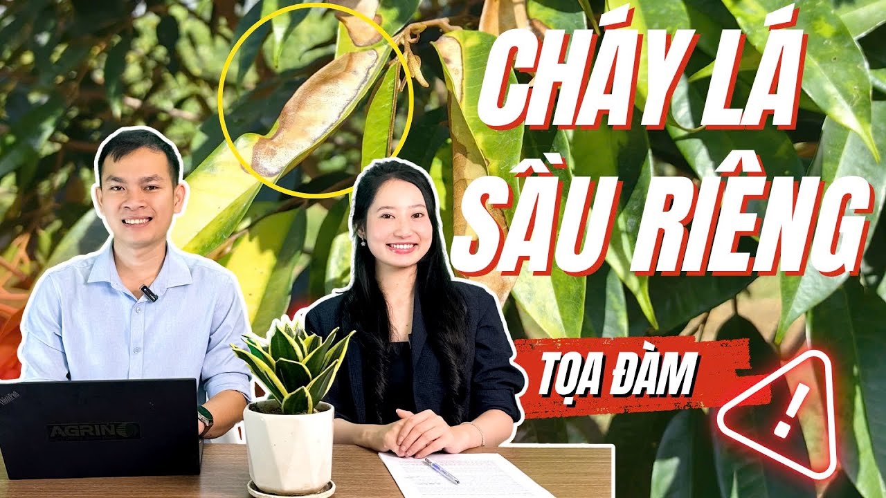 Agrino | CHÁY LÁ SẦU RIÊNG | Nắm bắt tuyệt chiêu Phòng & Trị bệnh cháy lá sầu riêng hiệu quả