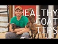 5 tips for happy and healthy goats