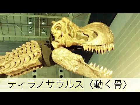 息子制作 生き物動画「ティラノサウルスの動く骨」