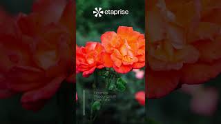 Boost Your Landscaping Business with Smart Software Solutions | Etaprise