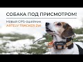 Собака под присмотром! Новый GPS-ошейник с усиленным сигналом