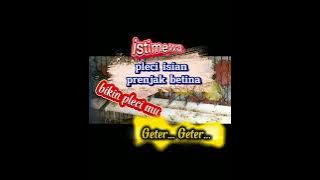 pleci vs prenjak betina