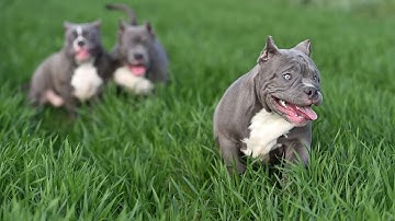 Title: The Truth Behind Pit Bulls: Unraveling Their Natural Herding Instinct