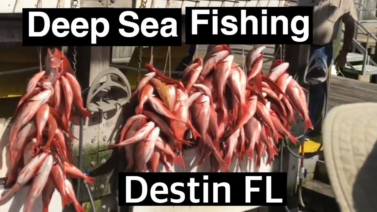 Destin Florida Swoop Deep sea fishing Charter True Southern Accent - YouTube