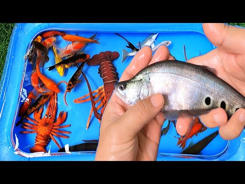 Video Động vật dưới nước, cá chép koi, cá sấu hỏa tiễn, tôm... - youtube