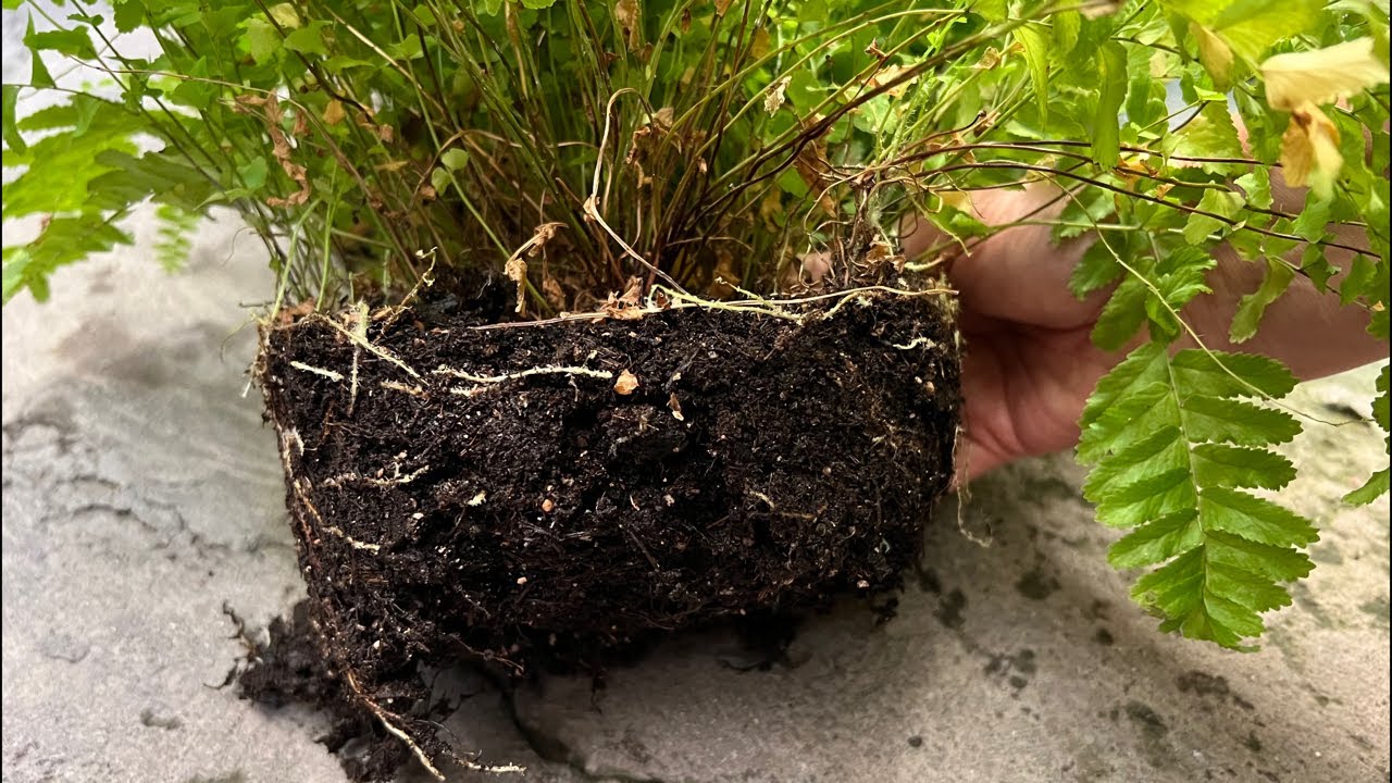 Desde que le pongo esto a mis Helechos Enraizan mejor