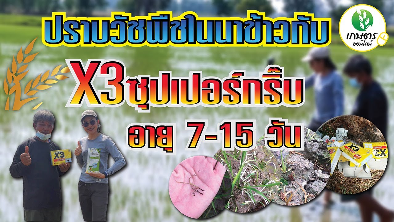 ปราบวัชพืชในนาข้าว อายุ7-15 วัน X3 ซุปเปอร์กริ๊บ ปลอดภัยต่อข้าว100%