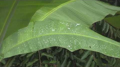 سورة النحل . الشيخ ماهر المعيقلي . تلاوة هادئة .