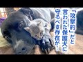 愛情をもらえず暴力的だった保護犬が、ある出会いをキッカケに新しい生き方を見つけた