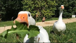 Goose eating dandelion at 120fps