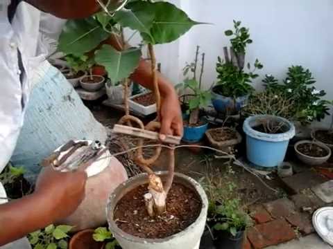 Pipal Tree Bonsai - bonsai tree Pipal Tree Bonsai - bonsai tree