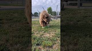 Don’t Play With Bears! #animals #coolanimals #dangerousanimals #animalsofyoutube