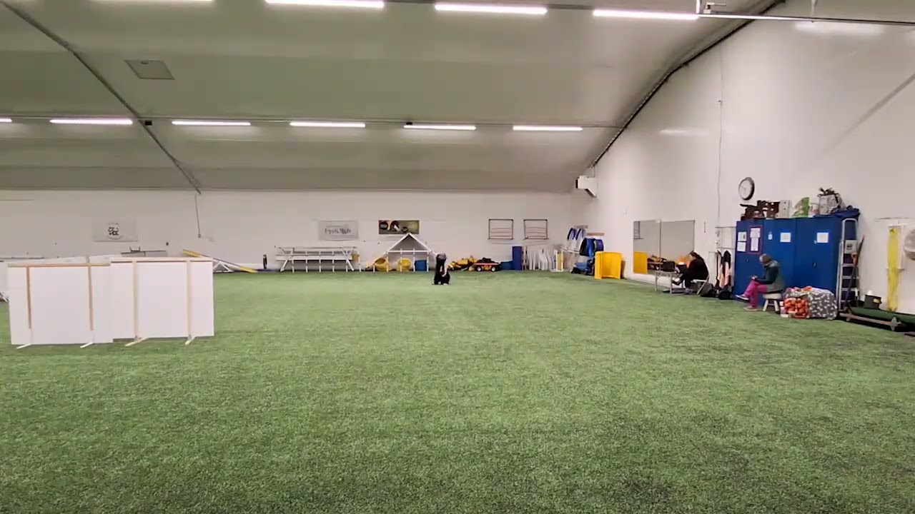 2026 vko7 koiratanssi Kiki2