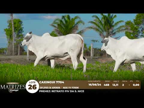 LOTE 26